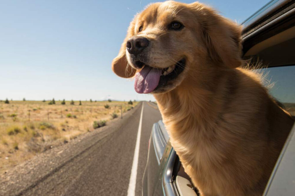 Como transportar animais no carro de maneira correta e segura?